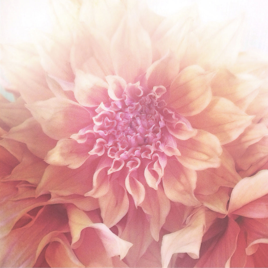 Blooms-Kelly-Stuart-Flowers_003
