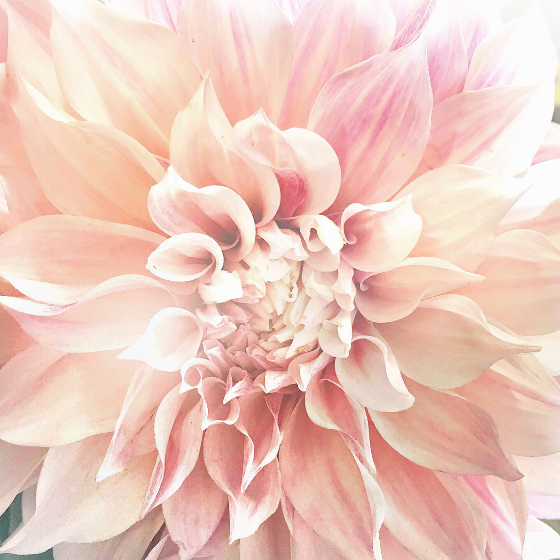 Blooms-Kelly-Stuart-Flowers_005