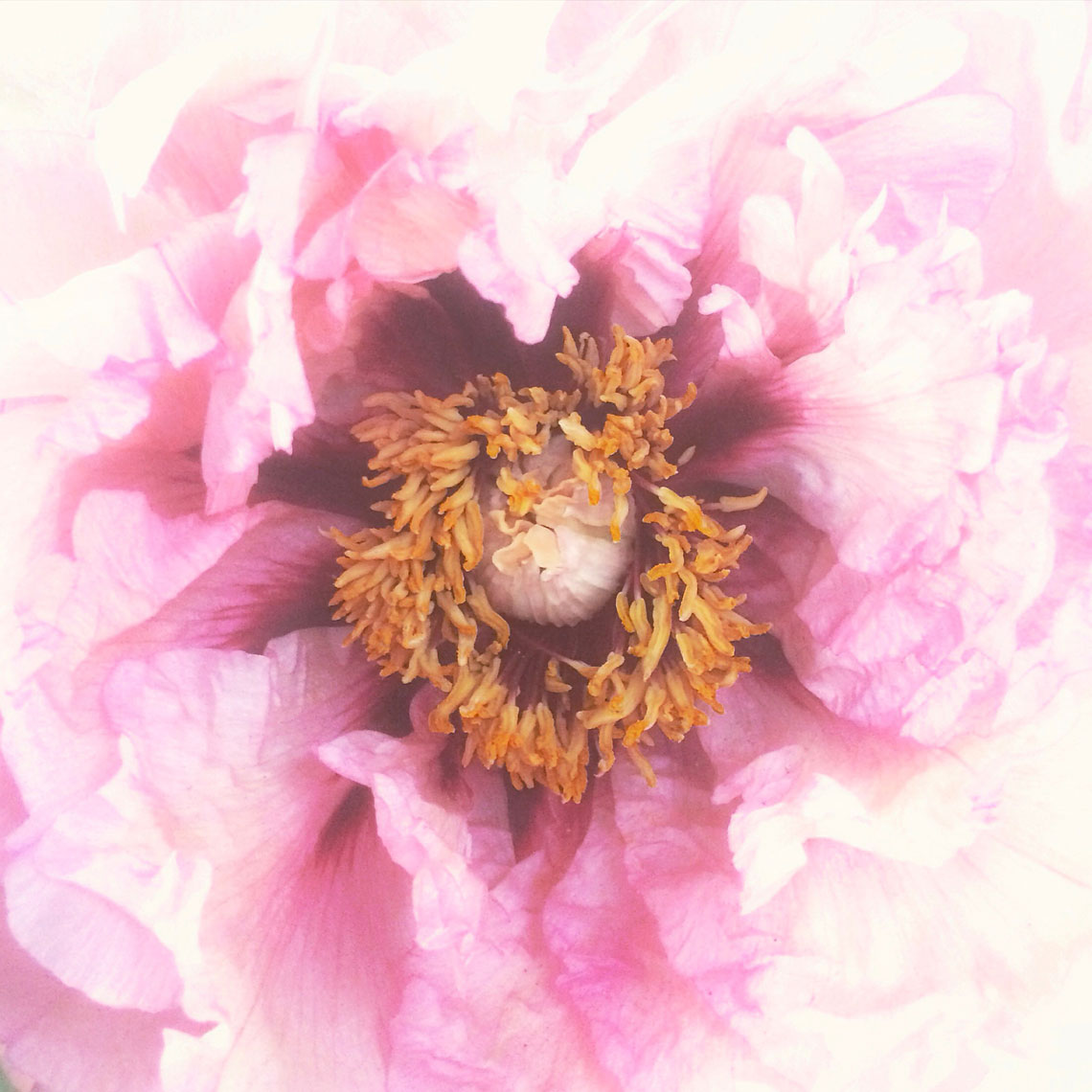Blooms-Kelly-Stuart-Flowers_009