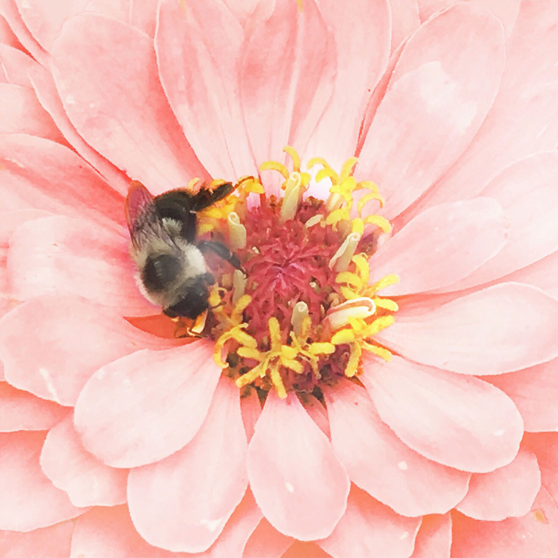 Blooms-Kelly-Stuart-Flowers_012