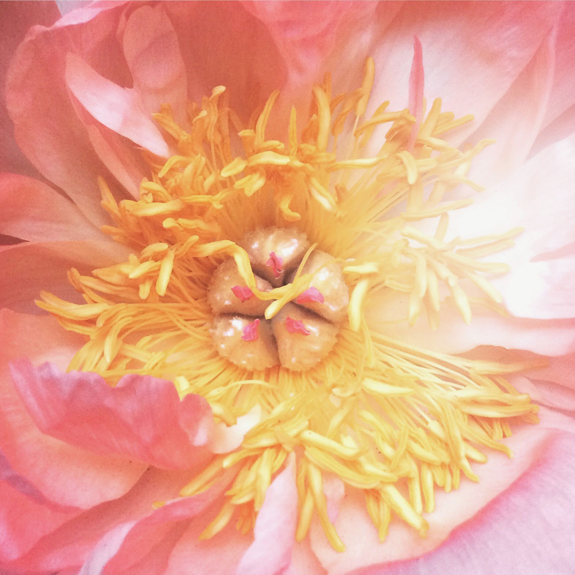 Blooms-Kelly-Stuart-Flowers_014