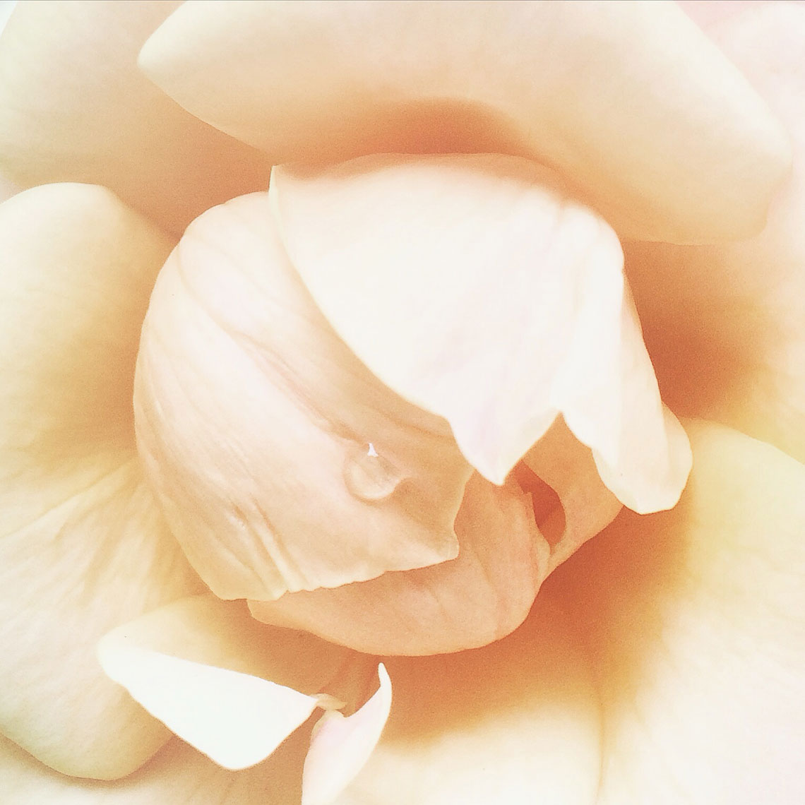 Blooms-Kelly-Stuart-Flowers_015