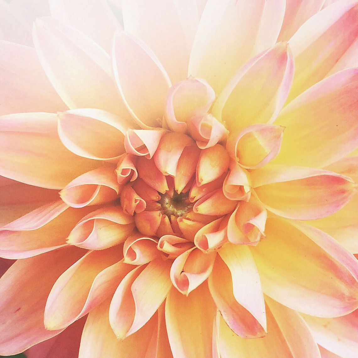 Blooms-Kelly-Stuart-Flowers_017