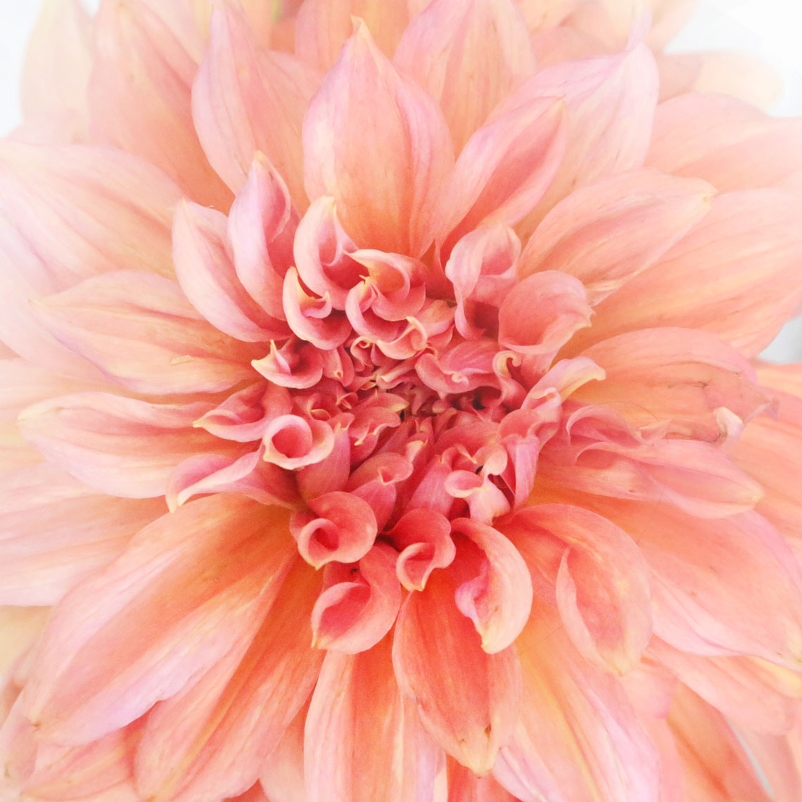 Blooms-Kelly-Stuart-Flowers_022