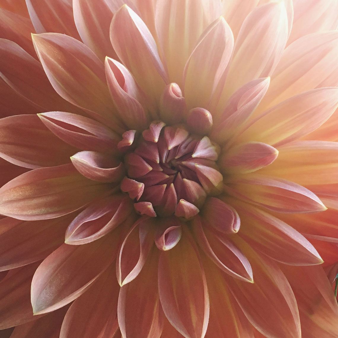 Blooms-Kelly-Stuart-Flowers_026