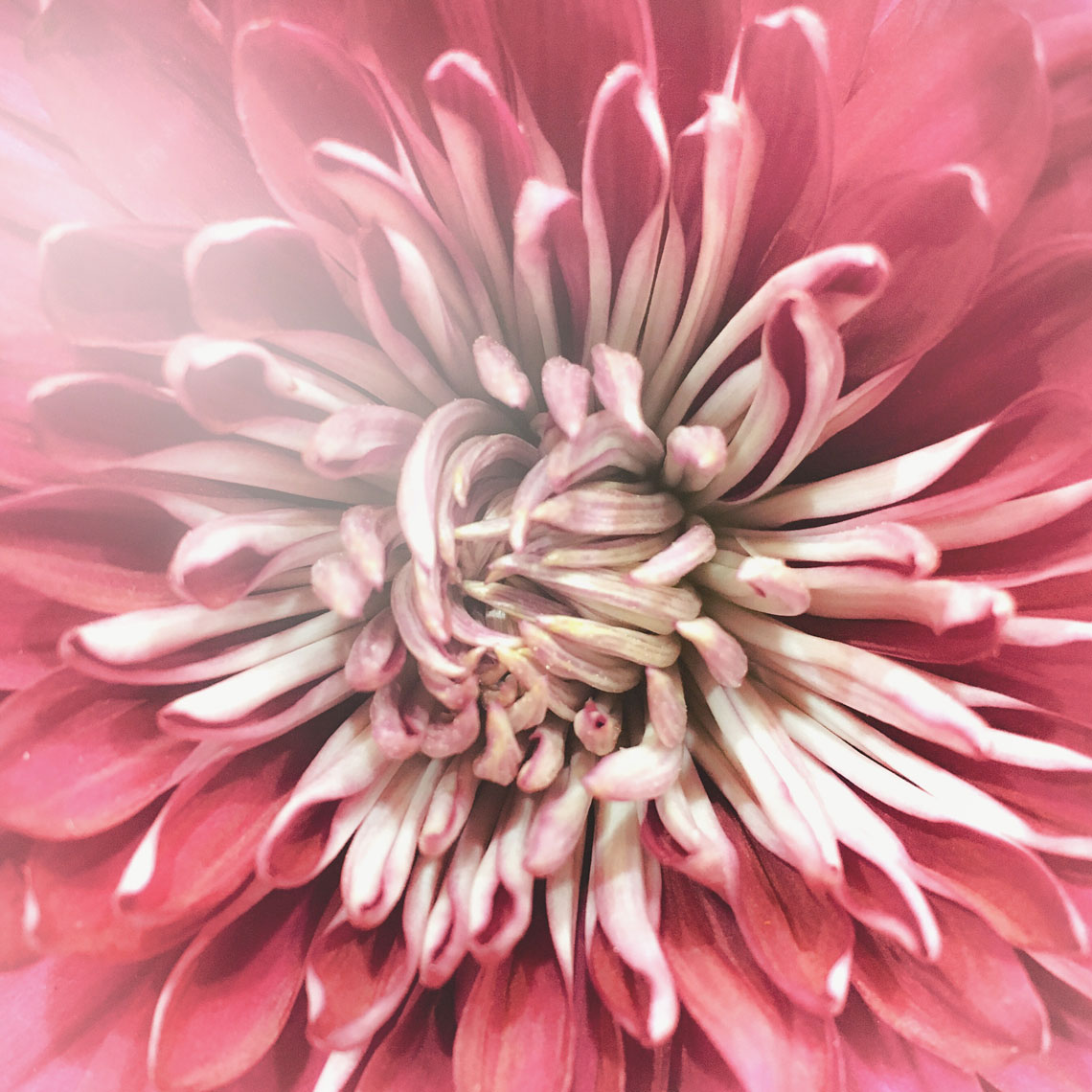 Blooms-Kelly-Stuart-Flowers_031