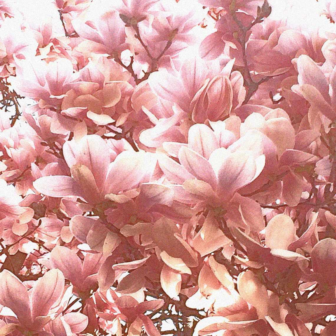 Blooms-Kelly-Stuart-Flowers_032