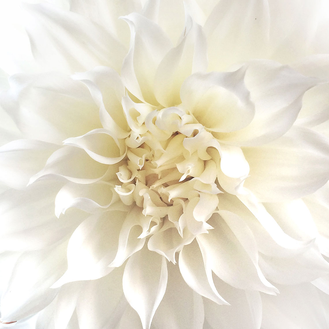 Blooms-Kelly-Stuart-Flowers_038